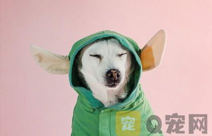 小狗不停叫怎么辦，有什么方法?